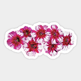 Dianthus - Magenta Dianthus Sticker